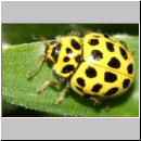 Thea vigintiduopunctata - Zweiundzwanzigpunkt 05.jpg